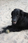 Teal met z'n tennisbal
